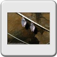 Pipistrelli in Balbiseolo