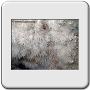 Aragonite bianchissima